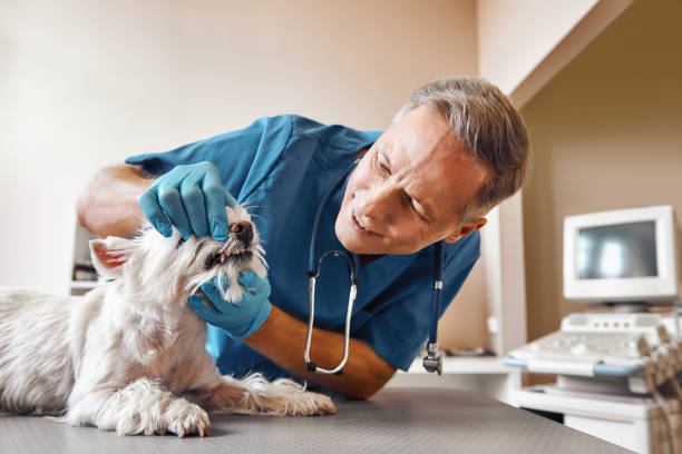 Best 24-Hour Emergency Dentist in North Aurora, IL
